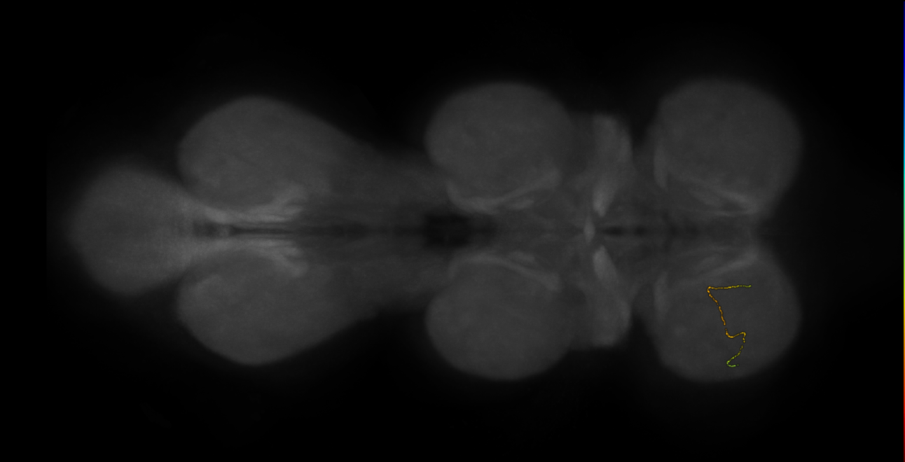 neuron 13031 - pruned by vol 109 - radius 500 (FANC:595960)