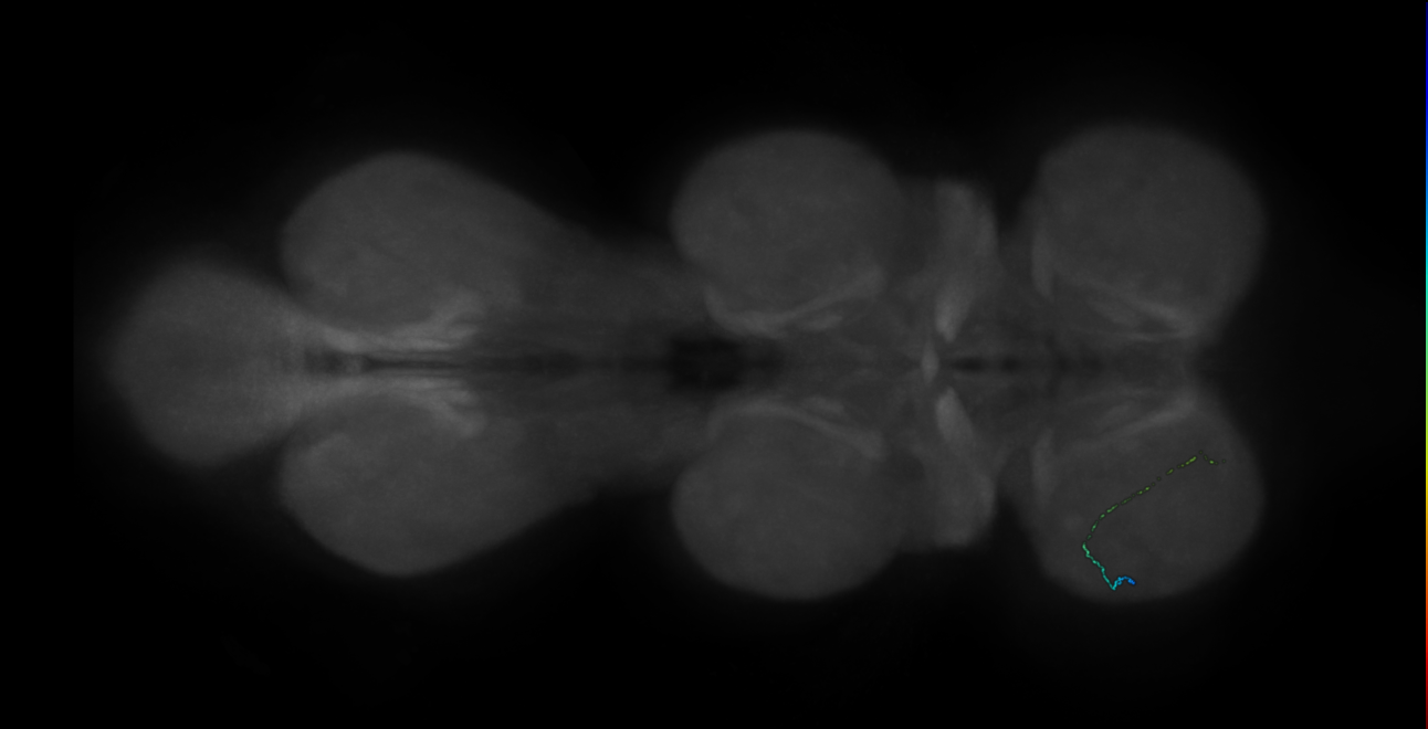 neuron 9005 - radius 500 (FANC:596767)
