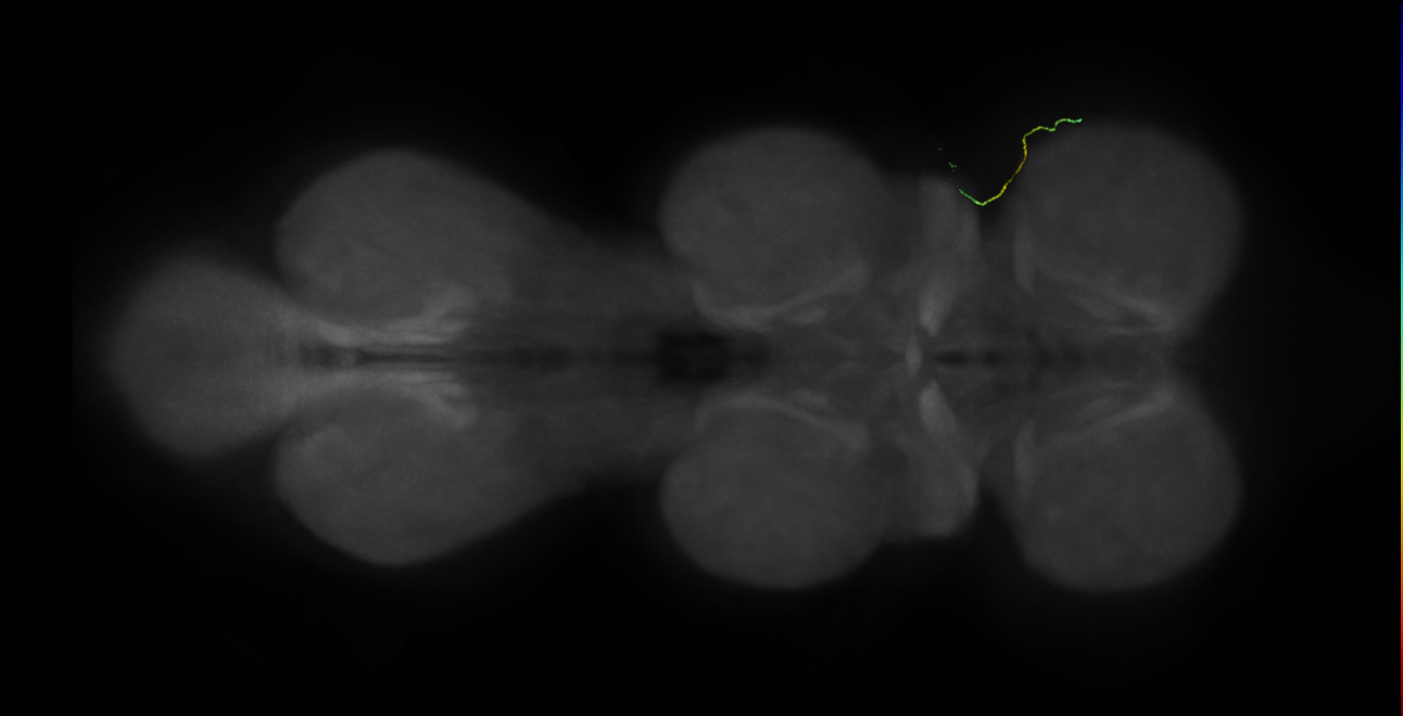 neuron 11944 - radius 500 (FANC:597758)