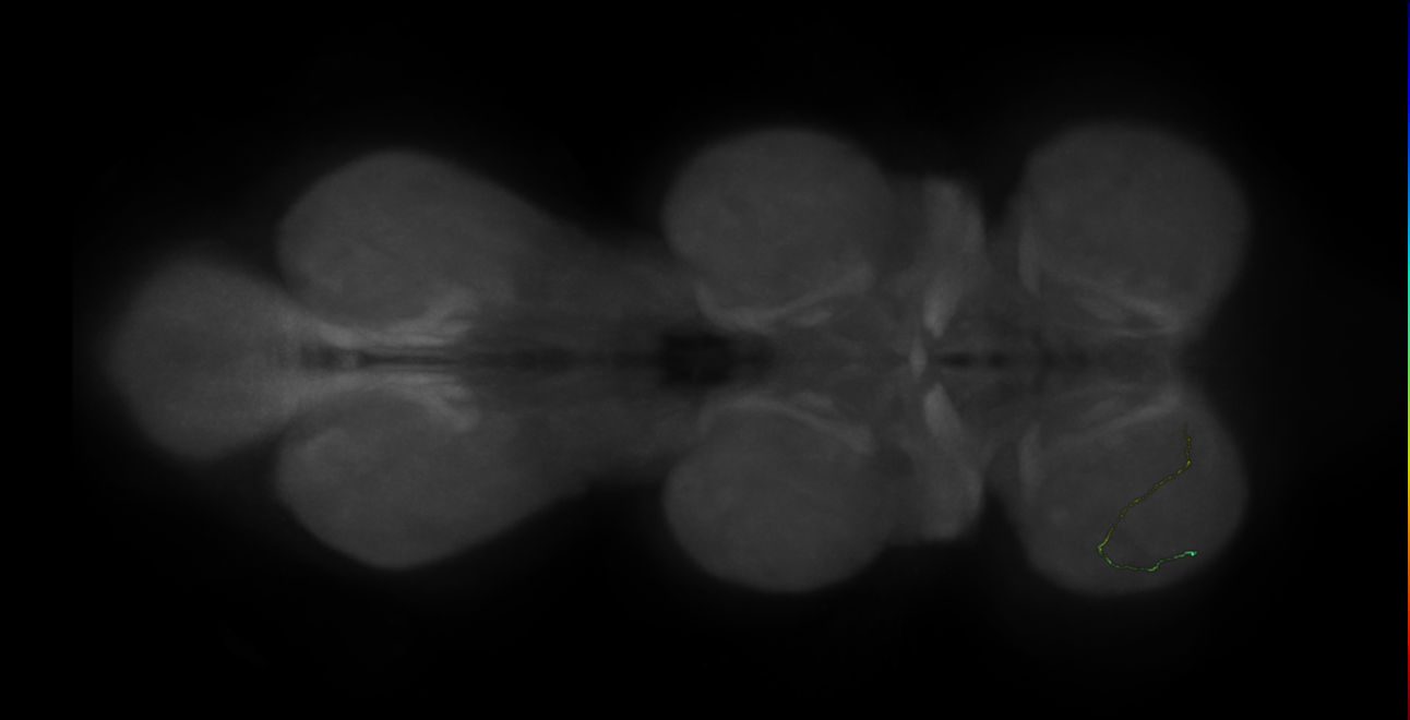neuron 10385 - radius 500 (FANC:597916)