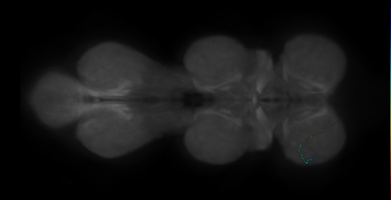 neuron 8992 - radius 500 (FANC:598290)