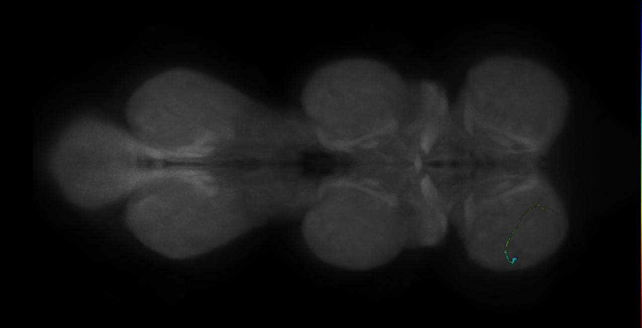 neuron 472 - radius 500 (FANC:598661)