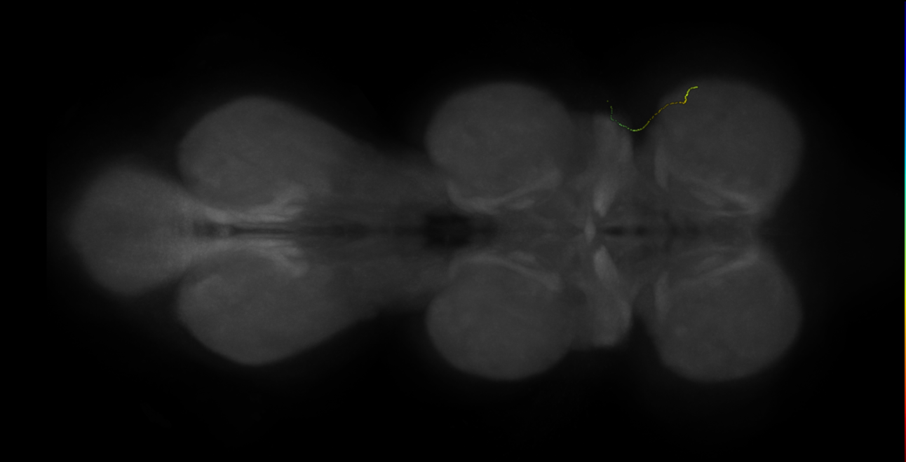 neuron 11597 - radius 500 (FANC:598680)
