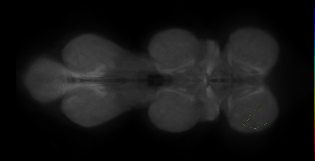 neuron 11787 - radius 500 (FANC:598873)