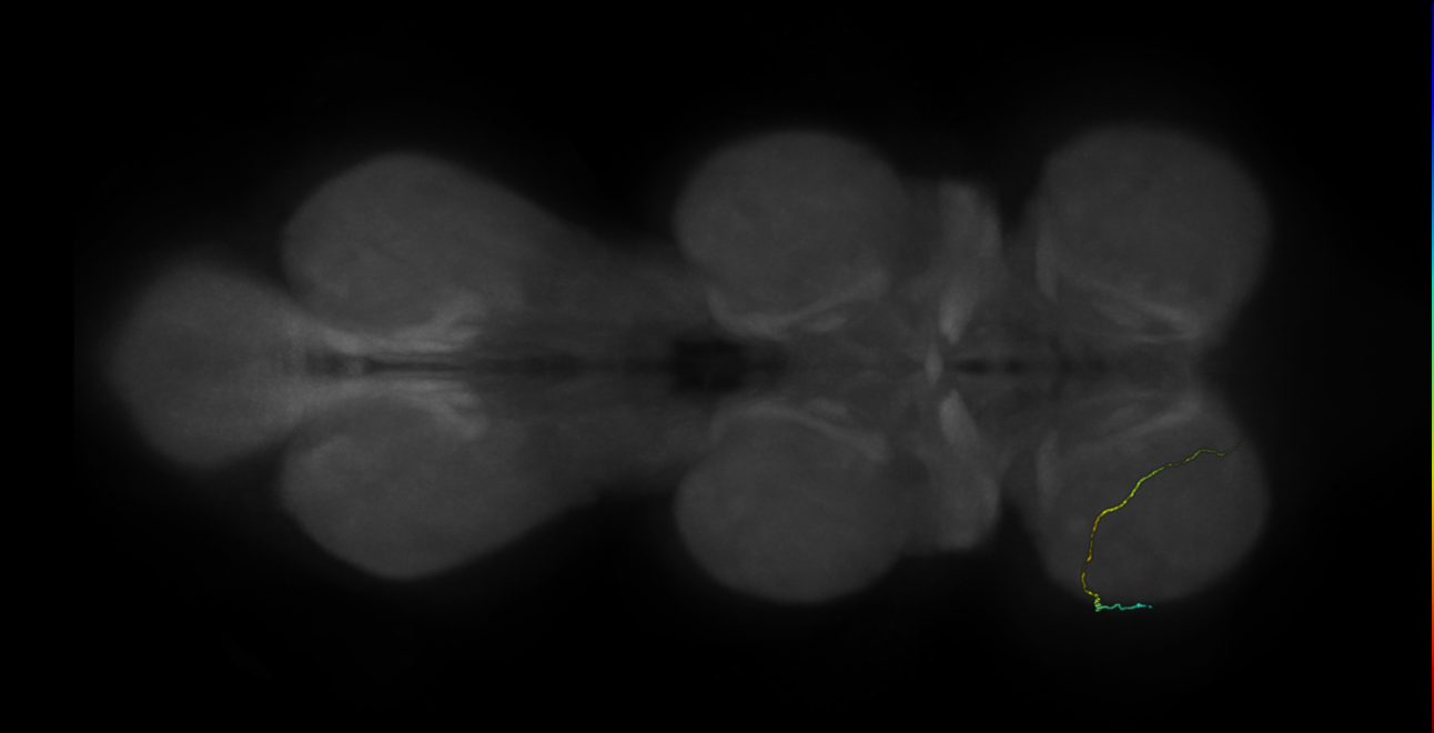 neuron 9857 - radius 500 (FANC:598938)