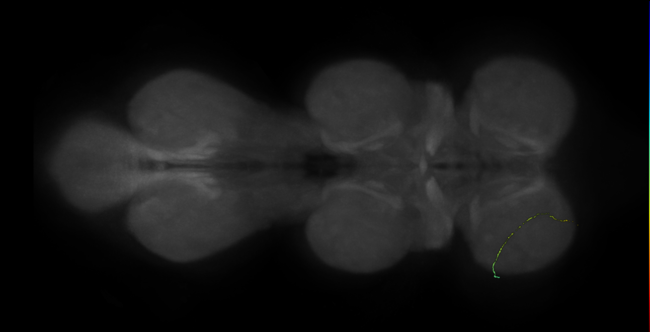 neuron 3833 - flipped - radius 500 (FANC:599497)