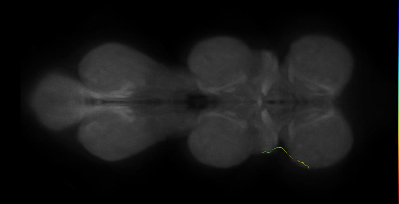 neuron 11413 - flipped - radius 500 (FANC:599520)