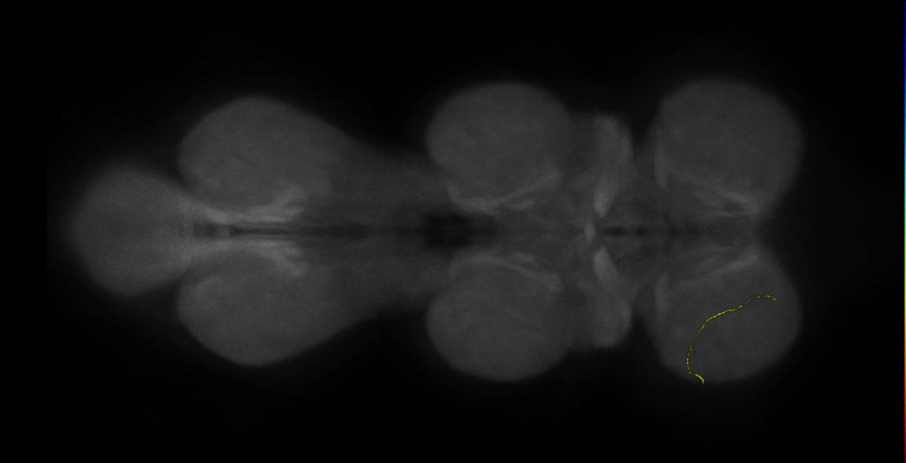neuron 3040 - flipped - radius 500 (FANC:600466)