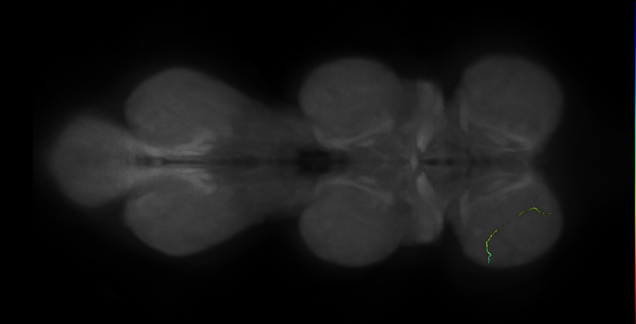 neuron 11172 - flipped - radius 500 (FANC:600595)