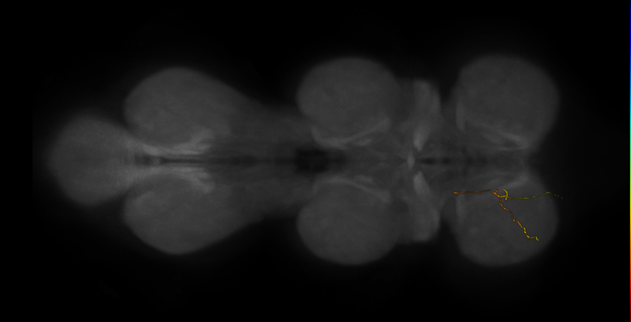 neuron 3006 - flipped (FANC:624789)