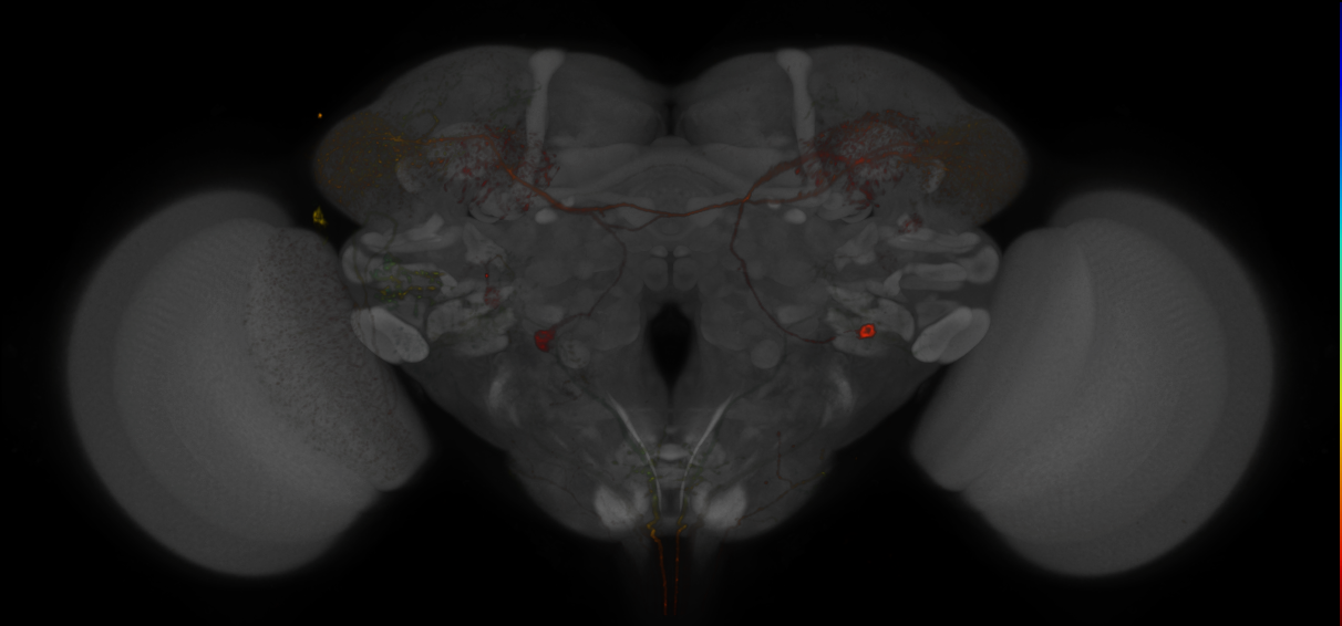 JRC_LH2033_Brain_2020__1