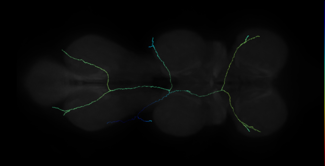 neuron 47841 - flipped (FANC:628819)