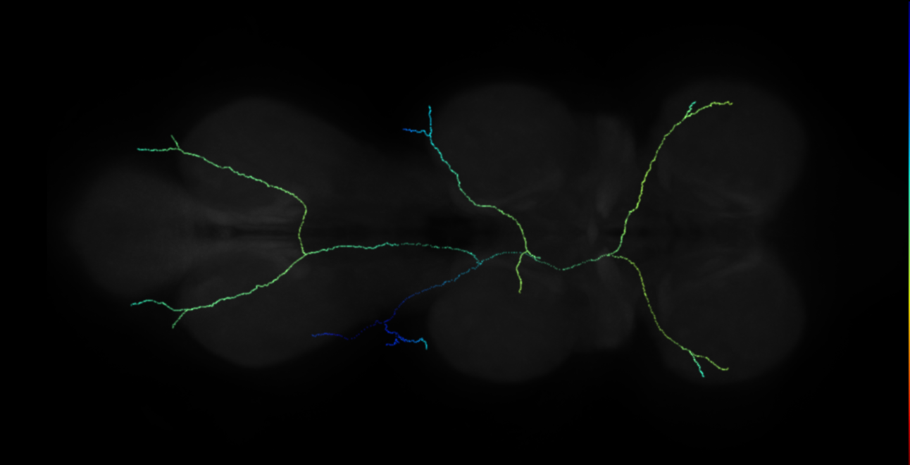 neuron 69867 - flipped (FANC:628943)