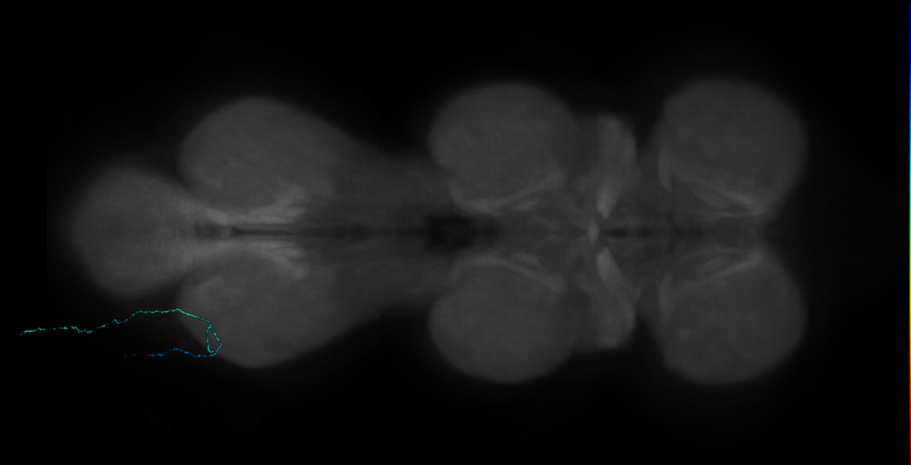 Neuron 98656 - flipped (FANC:666007)