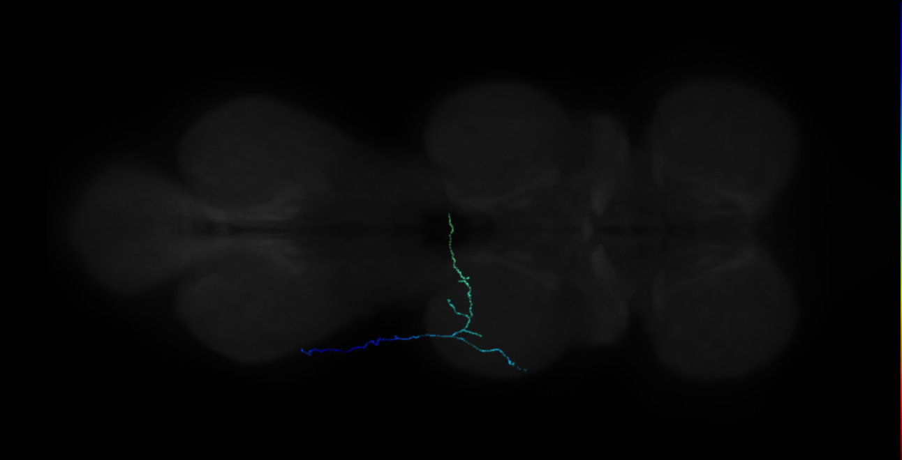 neuron 18554 - flipped (FANC:666023)