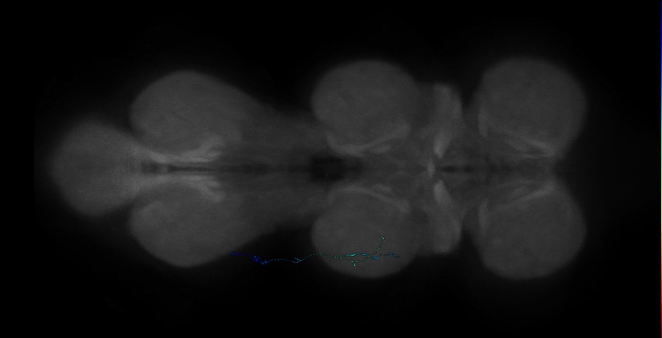 neuron 70281 - flipped (FANC:666106)