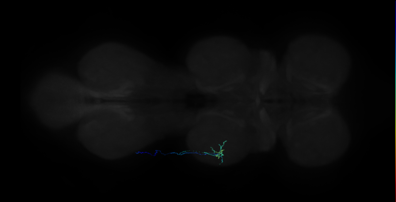 neuron 18206 - flipped (FANC:667014)