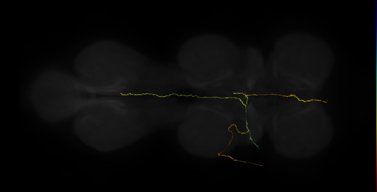 neuron 11052 - flipped (FANC:667128)