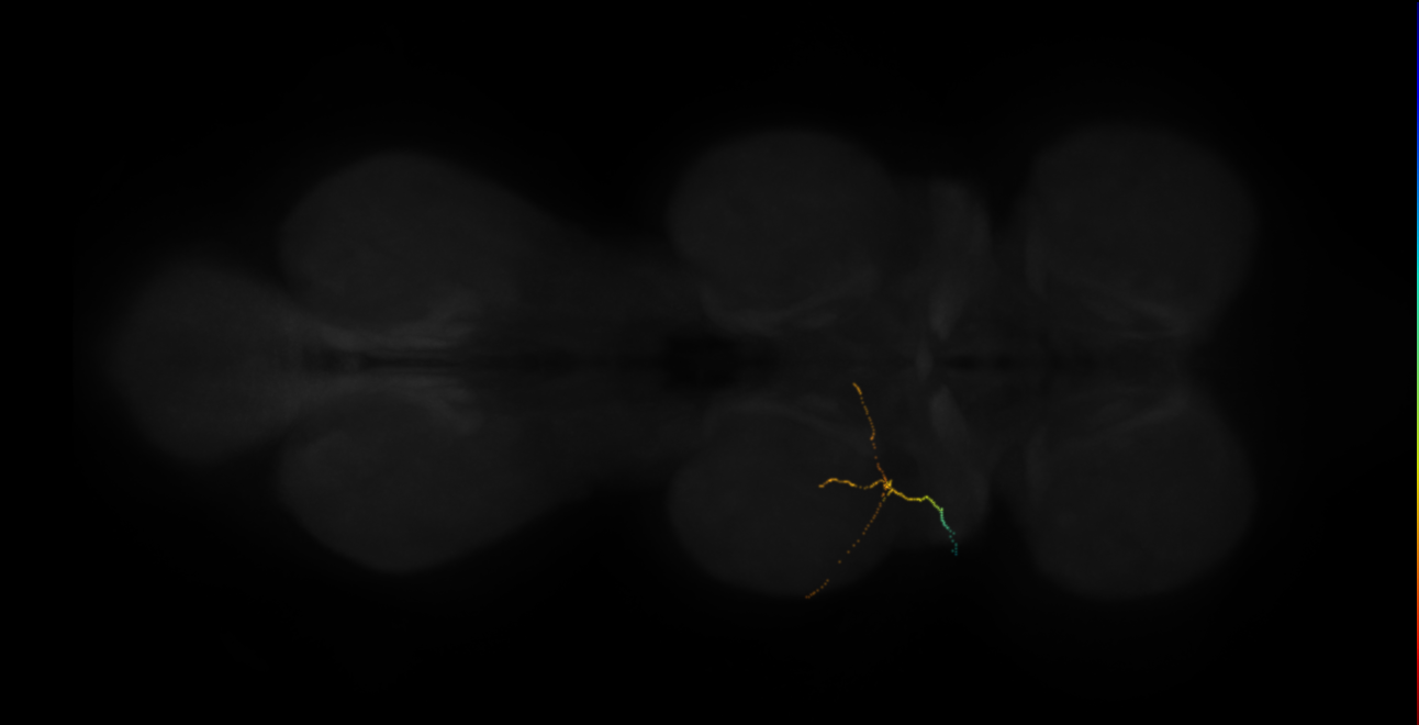neuron 11608 - flipped (FANC:667323)
