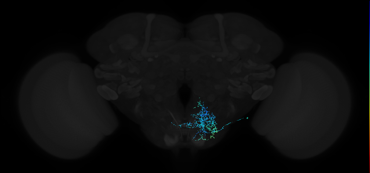 adult central brain intrinsic neuron