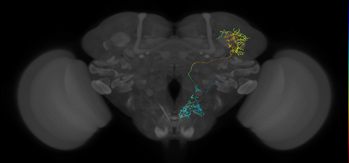 G2N-SLP4_R (FAFB:1102458)