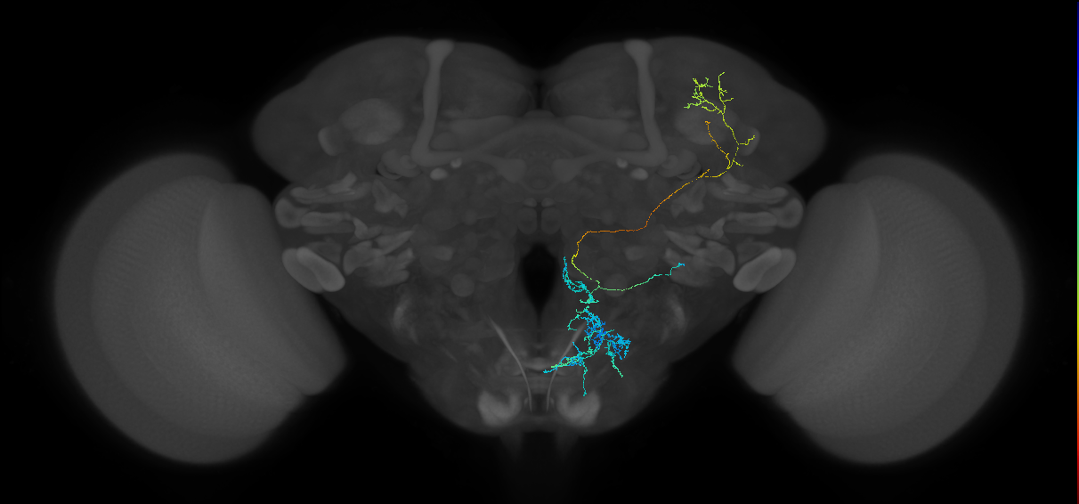 G2N-SLP5_R (FAFB:2255652)