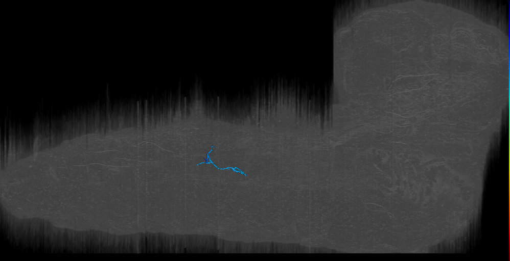 LK-like_a2r branchy (L1EM:4062361)