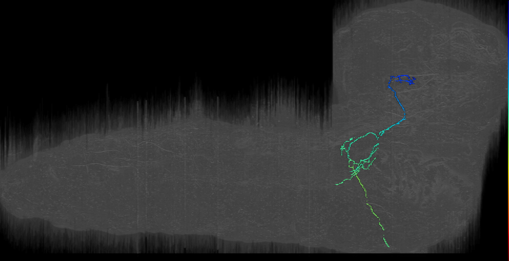 t1l ventral (L1EM:5071140)