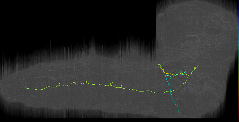 T1 neuron (L1EM:6568902)