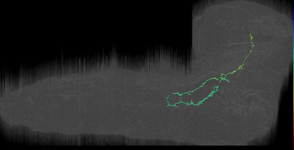 t2L medial soma pn to the PI region (L1EM:7345403)