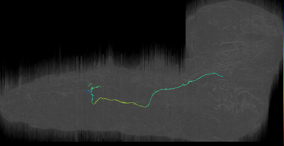 lateral Projection Neuron_ a5r (L1EM:7381987)