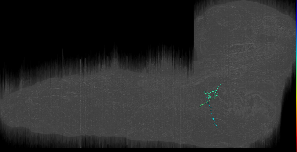 neuron 14839447 (L1EM:14839446)