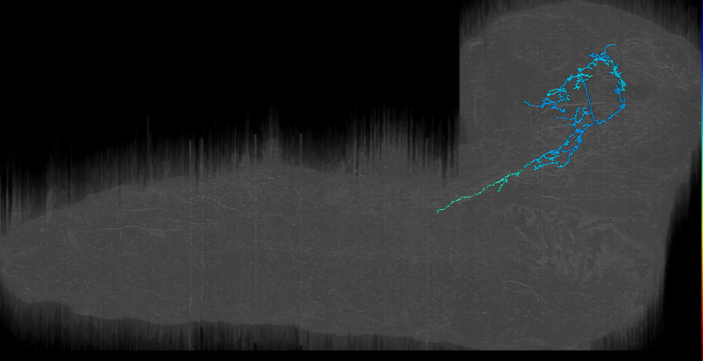 DPMpm1 bushy descending right (L1EM:16195633)