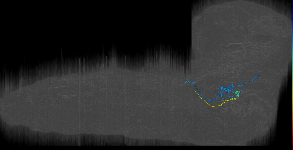 BAmas12 midline neuron 2 right (L1EM:865151)