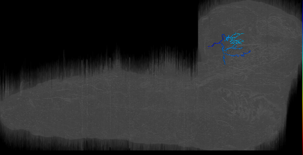 BLP post ven neuron 1 right; BLP34 a 6 (L1EM:1805418)