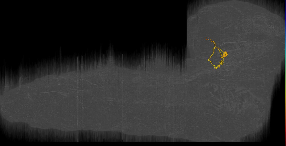 UNK triple branch left (L1EM:2910892)