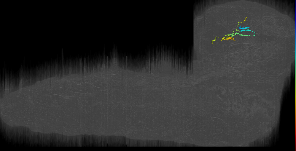 SLO_left (L1EM:3043970)