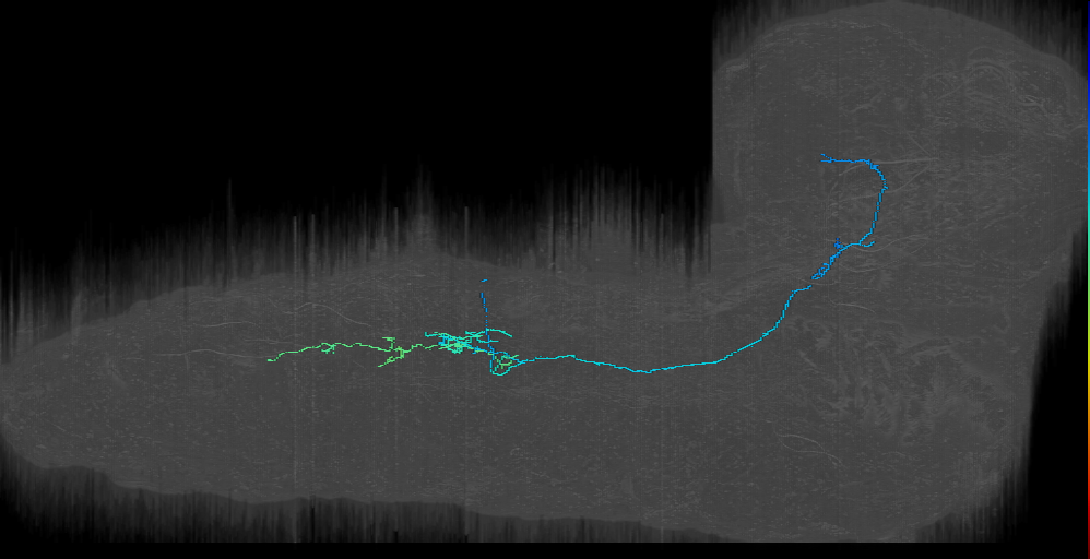 ASC2_left (Projection neuron a2cb) (L1EM:3564452)
