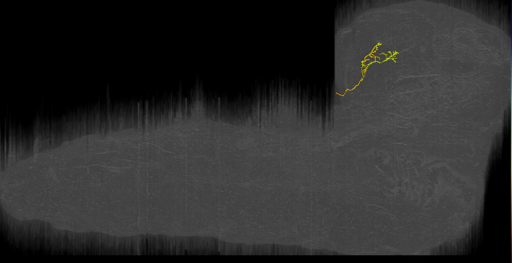 PPLV-1 left (L1EM:4637677)