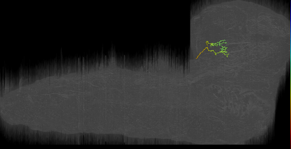 BLP post ven neuron 1 left (L1EM:5768240)