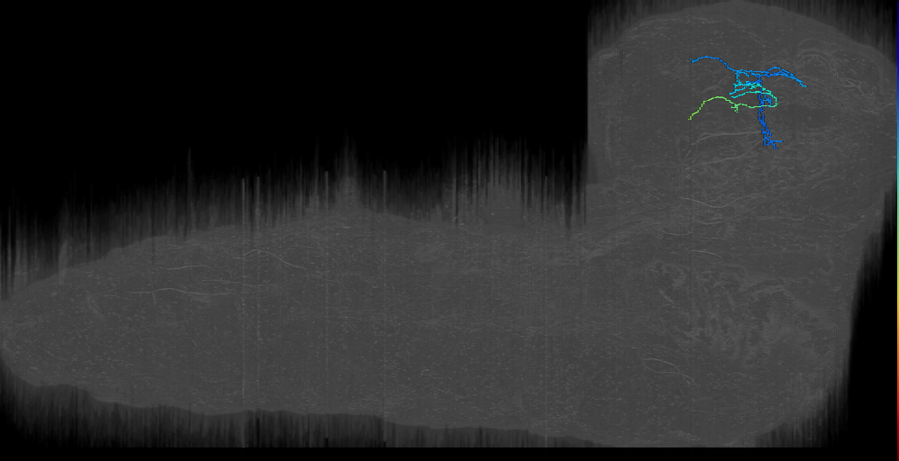 crab-1 right (L1EM:7807684)