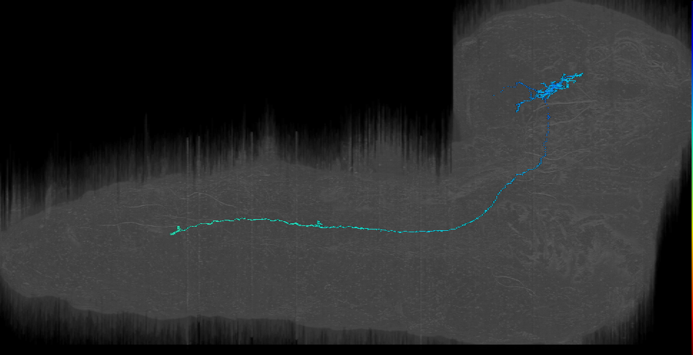 CPf descending ipsilateral-like right (L1EM:7982307)