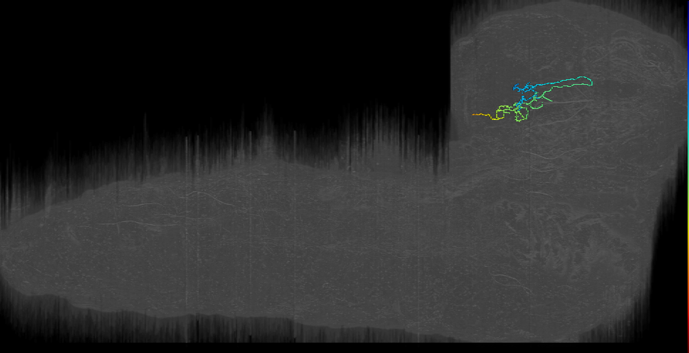 BLP12 bilateral horseshoe 2 left (L1EM:8142831)
