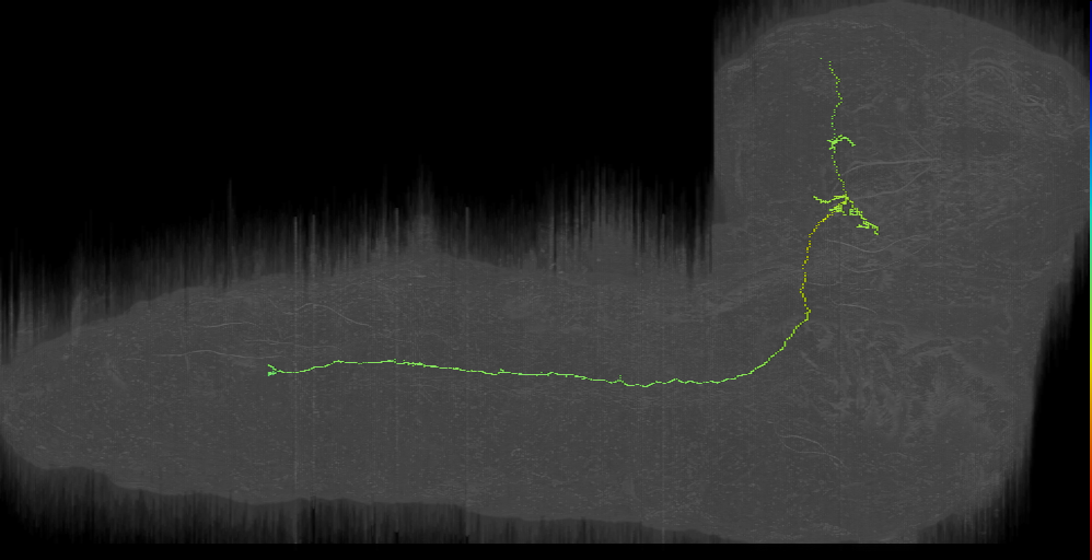 DPMl a 2 DPPT neuron left (L1EM:8391330)