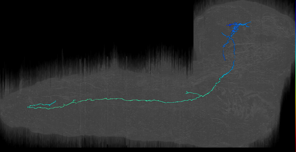 peptidergic with docked vesicles_right (L1EM:8741619)