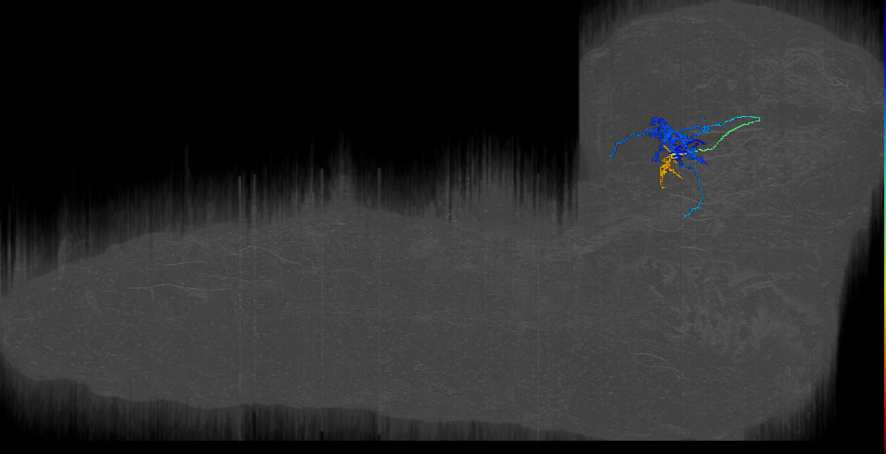 Tel-like 3; BLVp1 7 right (L1EM:9637388)