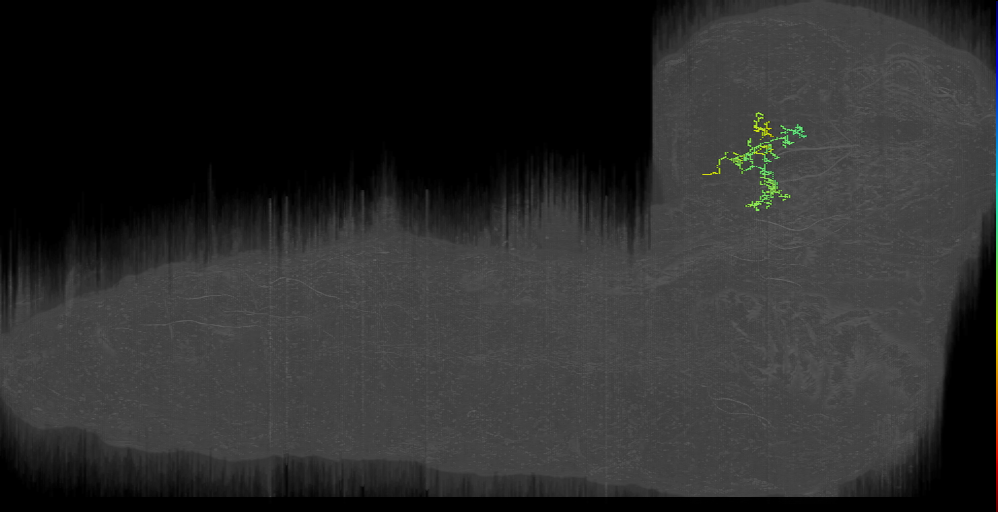 BLVp bonsai left (L1EM:10523825)