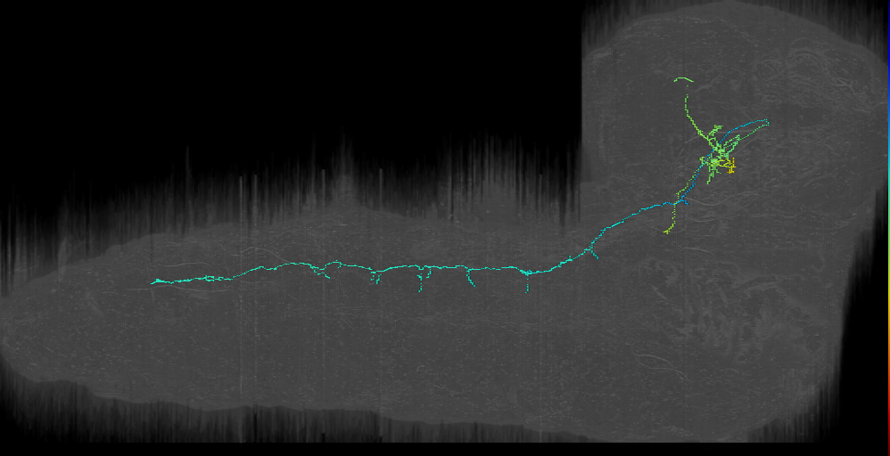 CM4 contralateral descending 1 left_JMpair17 (L1EM:10921106)