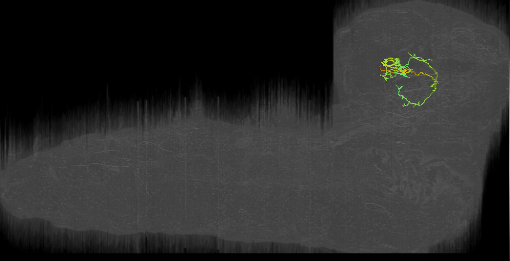 BLAl horseshoe neuron left (L1EM:11348509)