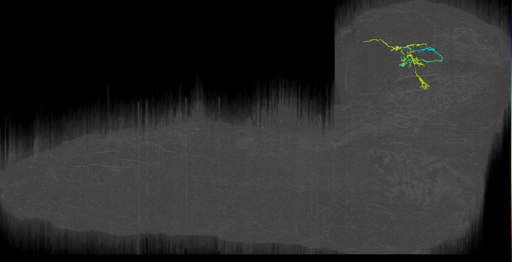 SLV_left (L1EM:12299647)